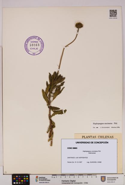 Haplopappus uncinatus [Espécimen: UDEC:CONC:0059863]