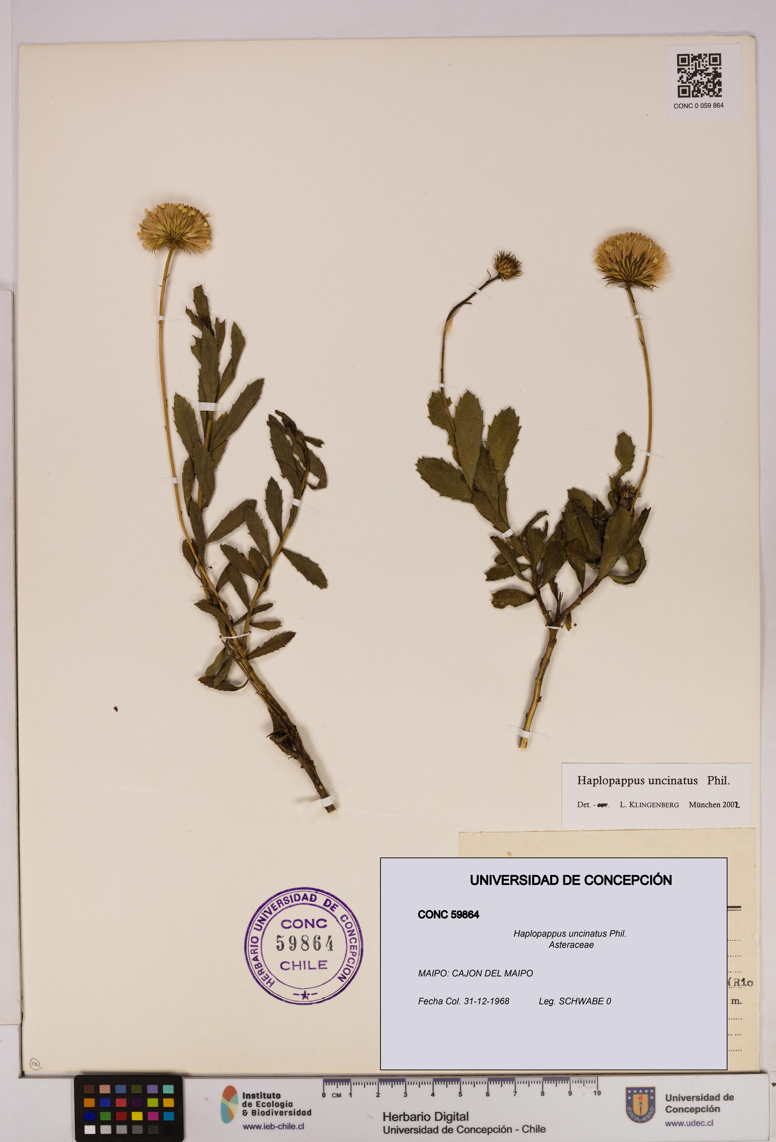 Haplopappus uncinatus [Espécimen: UDEC:CONC:0059864]