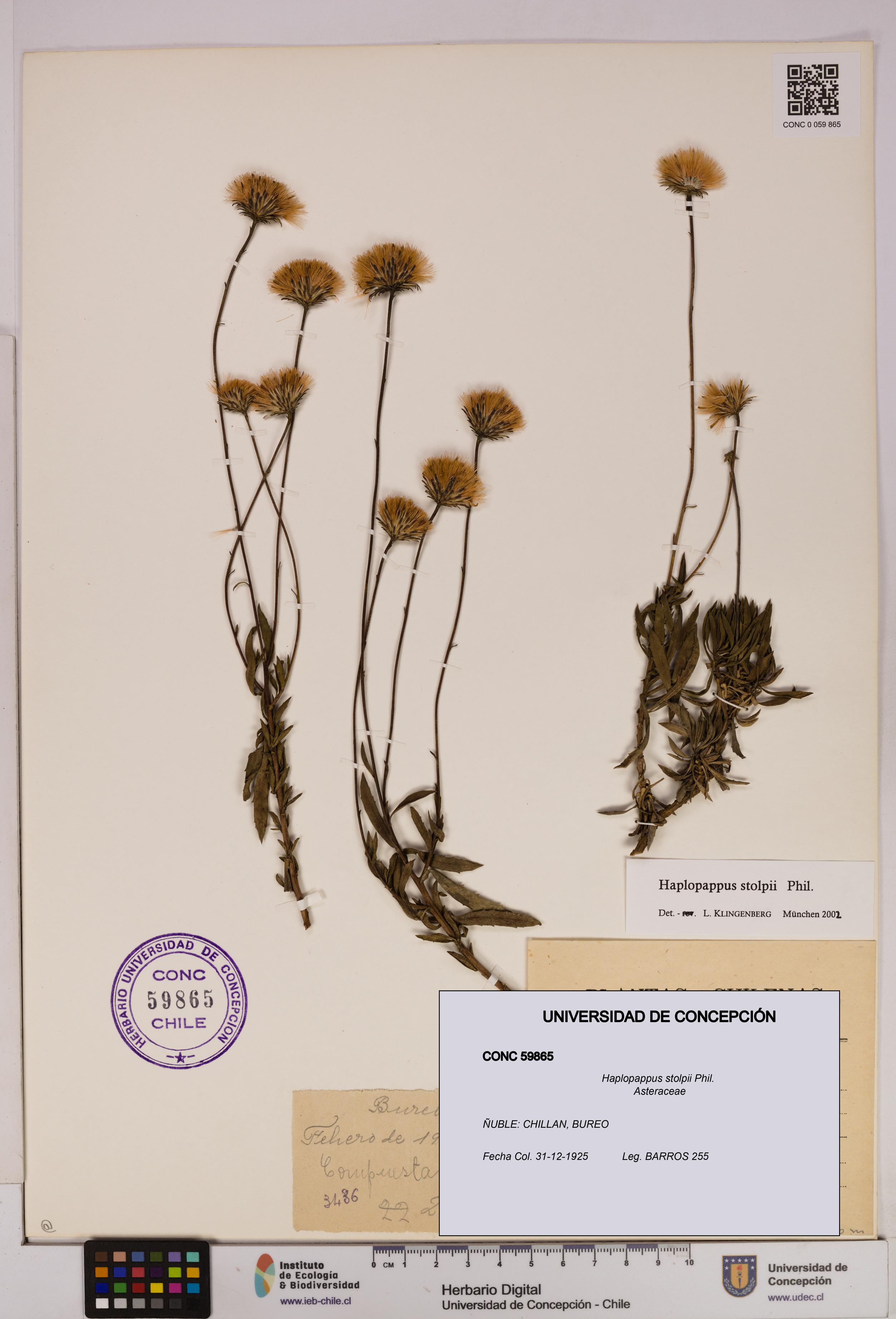 Haplopappus stolpii [Espécimen: UDEC:CONC:0059865]