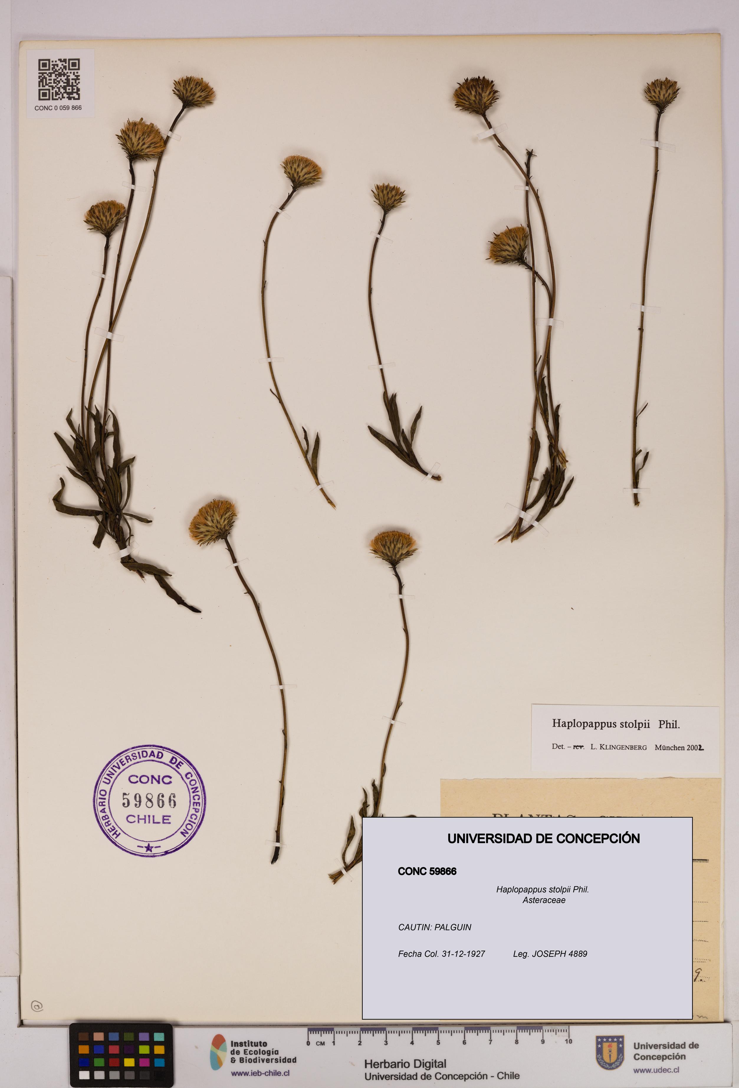 Haplopappus stolpii [Espécimen: UDEC:CONC:0059866]