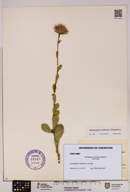 Haplopappus undulatus [Espécimen: UDEC:CONC:0059867]
