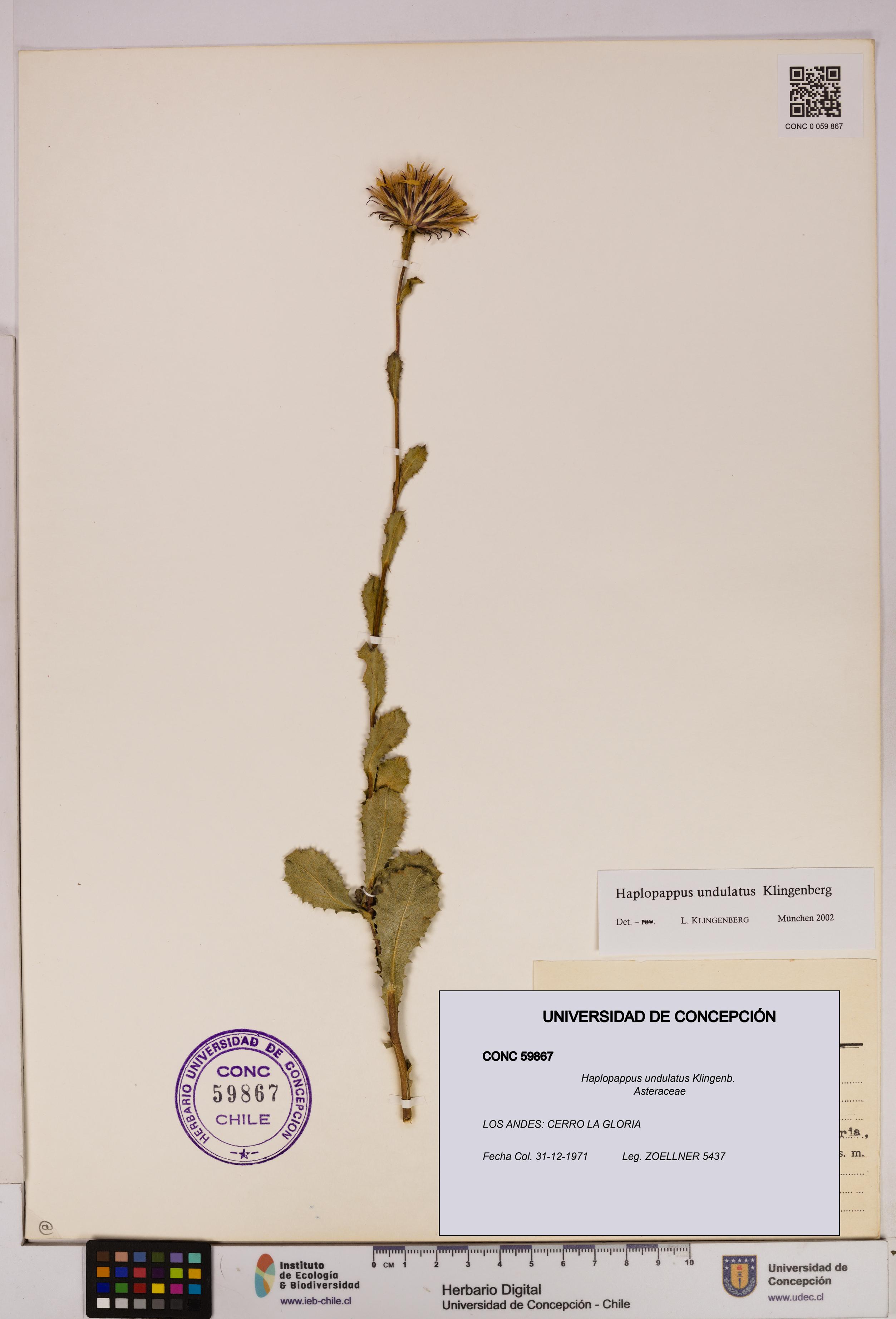 Haplopappus undulatus [Espécimen: UDEC:CONC:0059867]