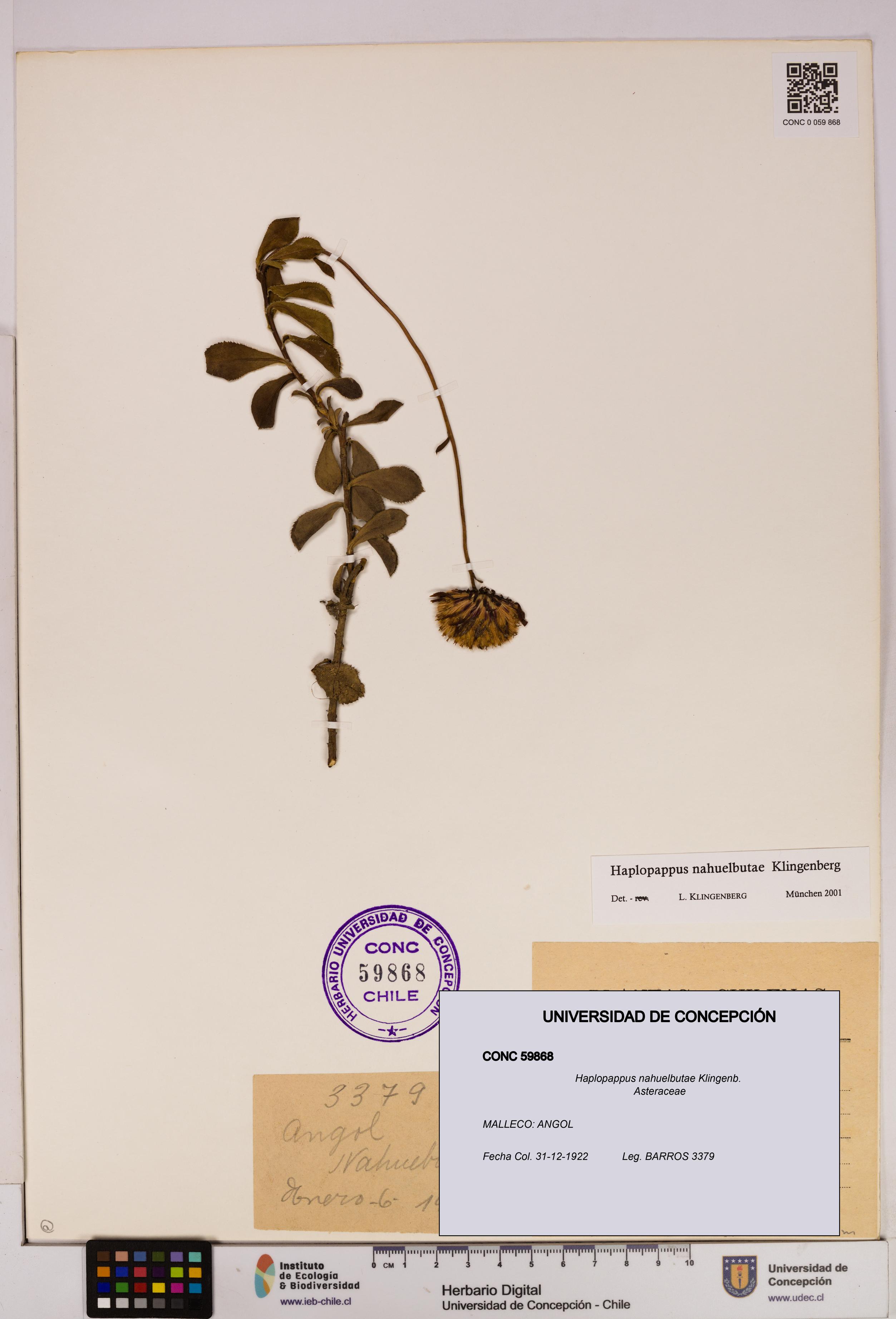 Haplopappus nahuelbutae [Espécimen: UDEC:CONC:0059868]