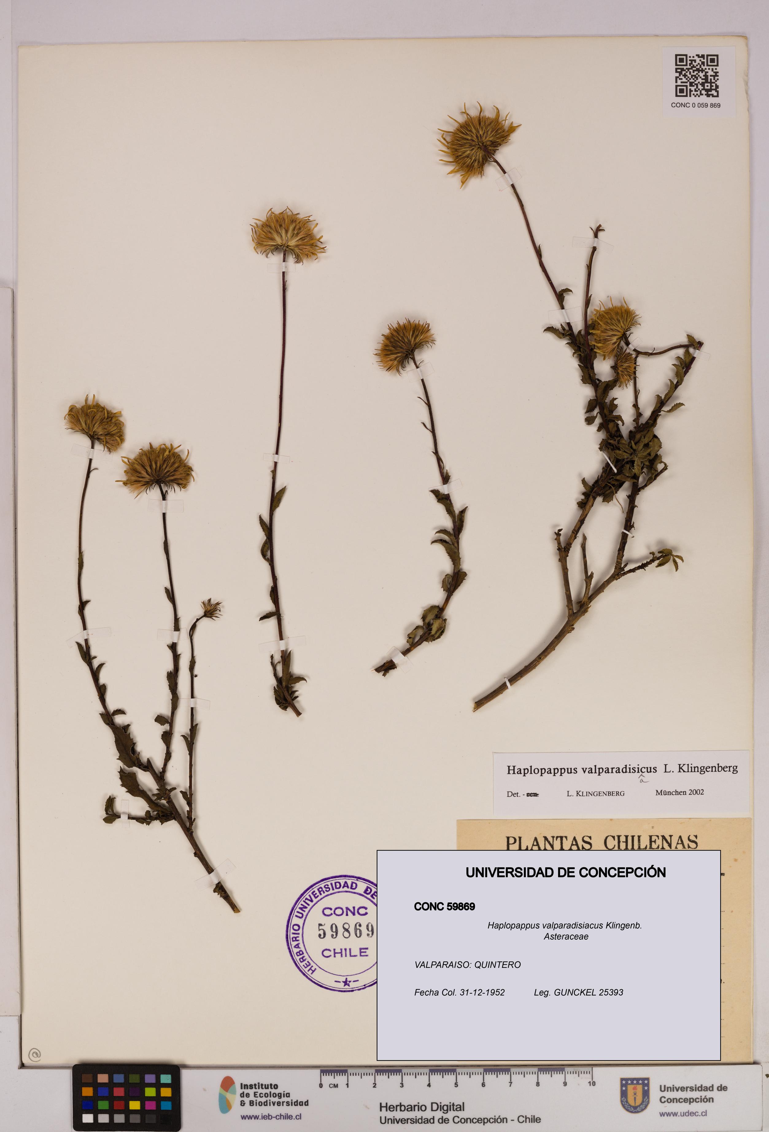 Haplopappus valparadisiacus [Espécimen: UDEC:CONC:0059869]