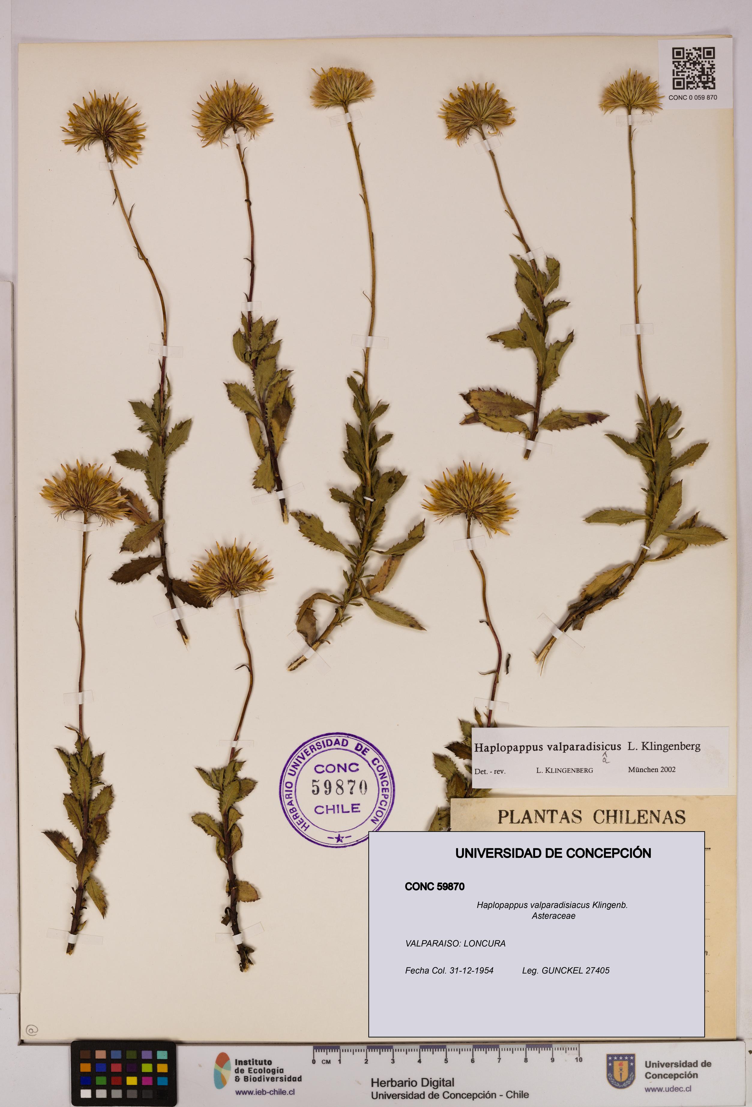 Haplopappus valparadisiacus [Espécimen: UDEC:CONC:0059870]