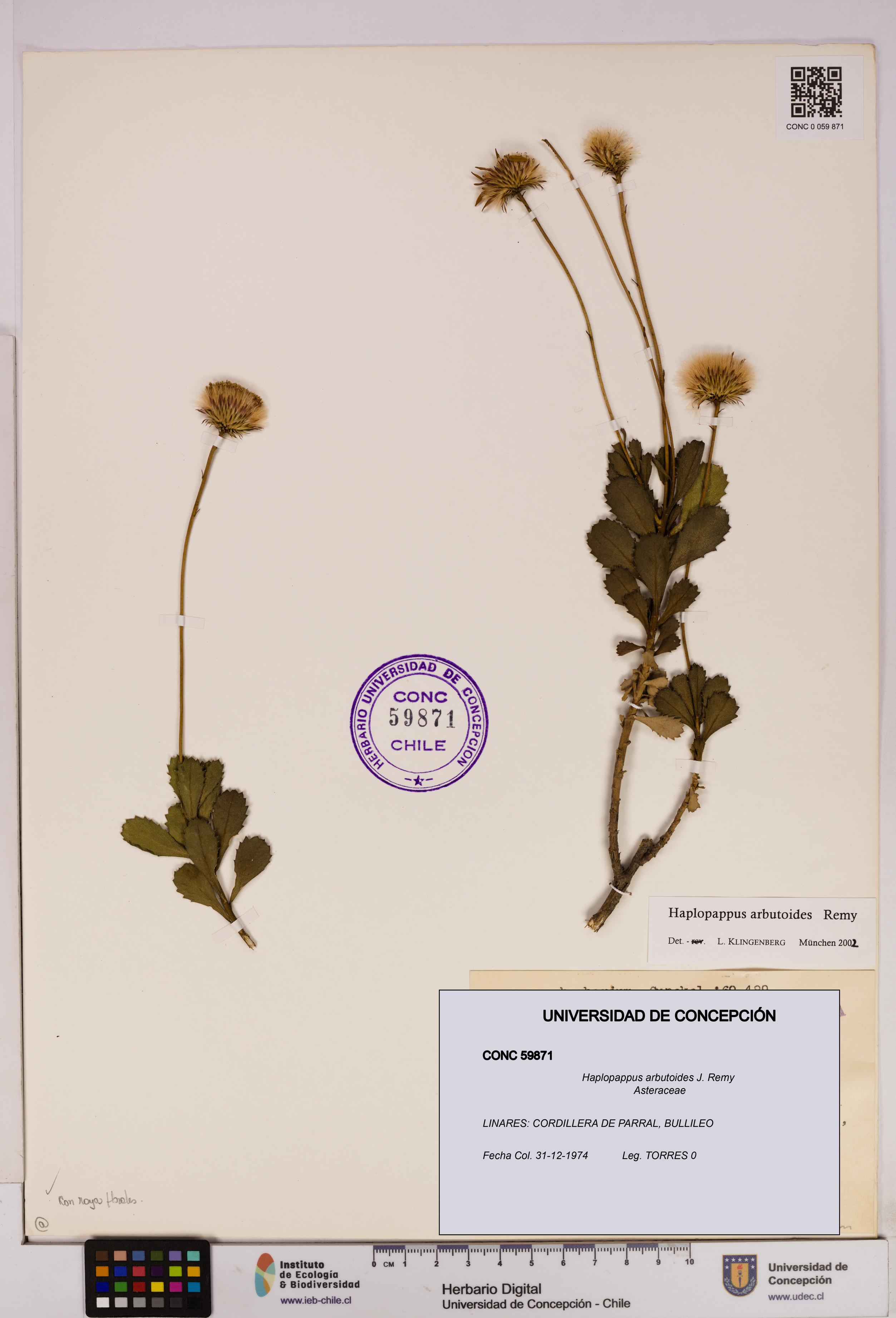 Haplopappus arbutoides [Espécimen: UDEC:CONC:0059871]