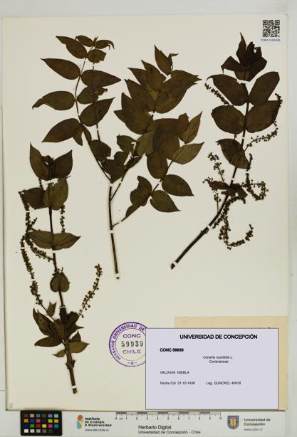 Coriaria ruscifolia [Espécimen: ]