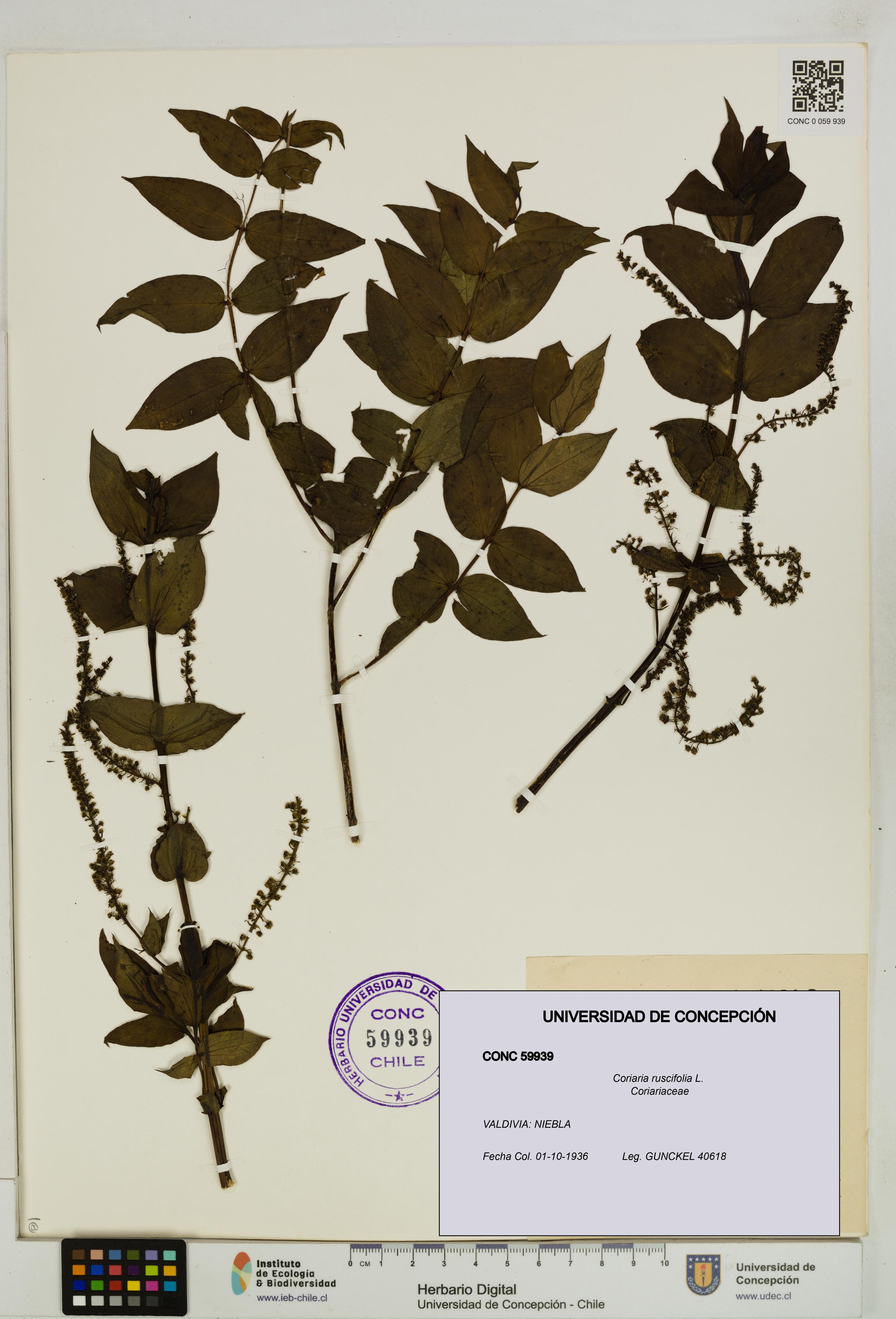 Coriaria ruscifolia [Espécimen: ]