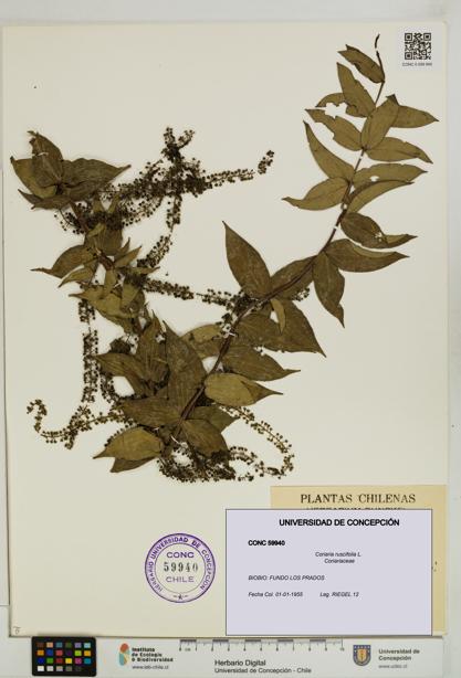Coriaria ruscifolia [Espécimen: ]