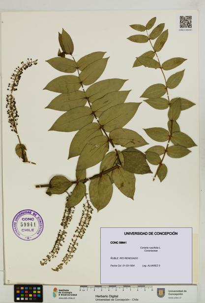 Coriaria ruscifolia [Espécimen: ]