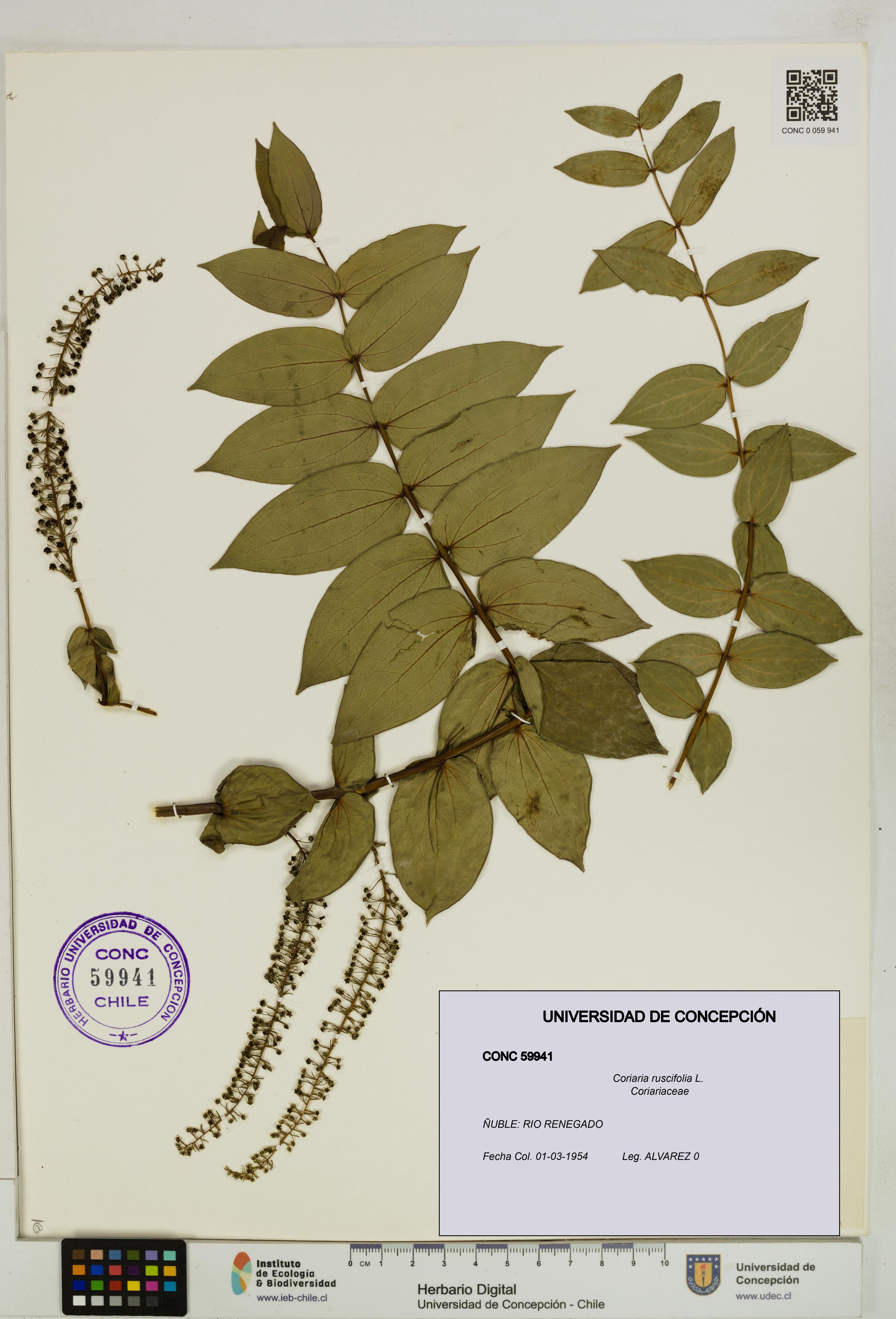 Coriaria ruscifolia [Espécimen: ]