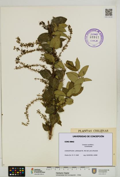 Coriaria ruscifolia [Espécimen: ]