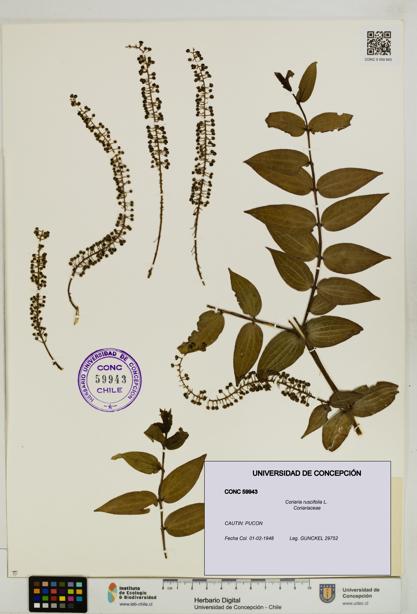 Coriaria ruscifolia [Espécimen: ]