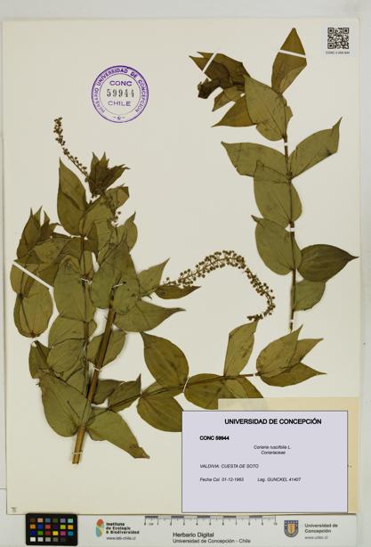 Coriaria ruscifolia [Espécimen: ]