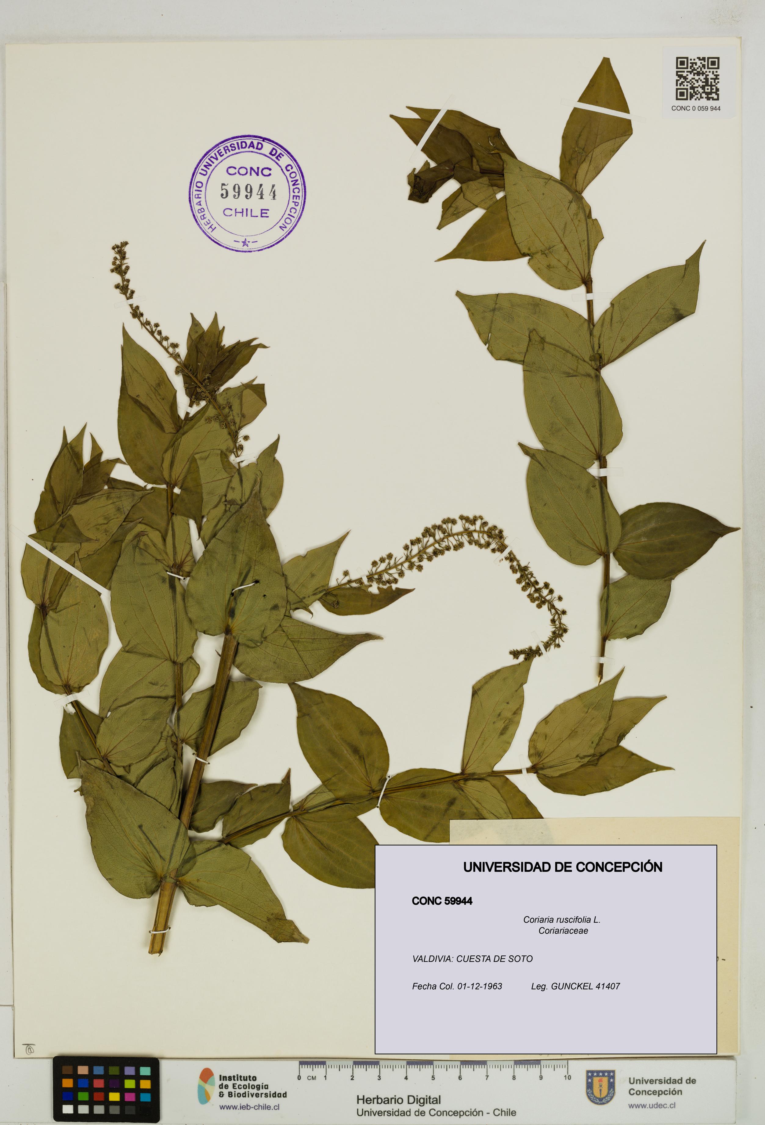 Coriaria ruscifolia [Espécimen: ]