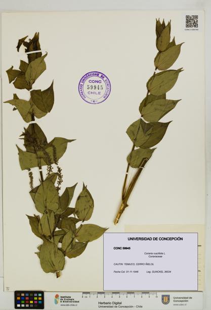 Coriaria ruscifolia [Espécimen: ]
