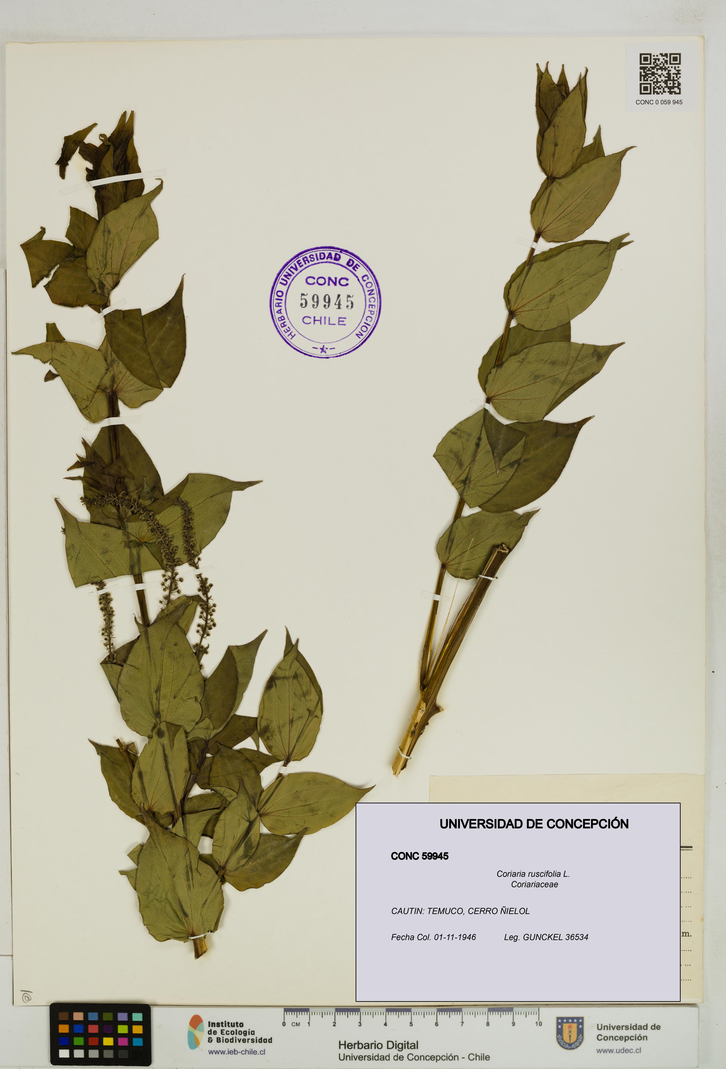 Coriaria ruscifolia [Espécimen: ]