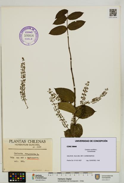 Coriaria ruscifolia [Espécimen: ]