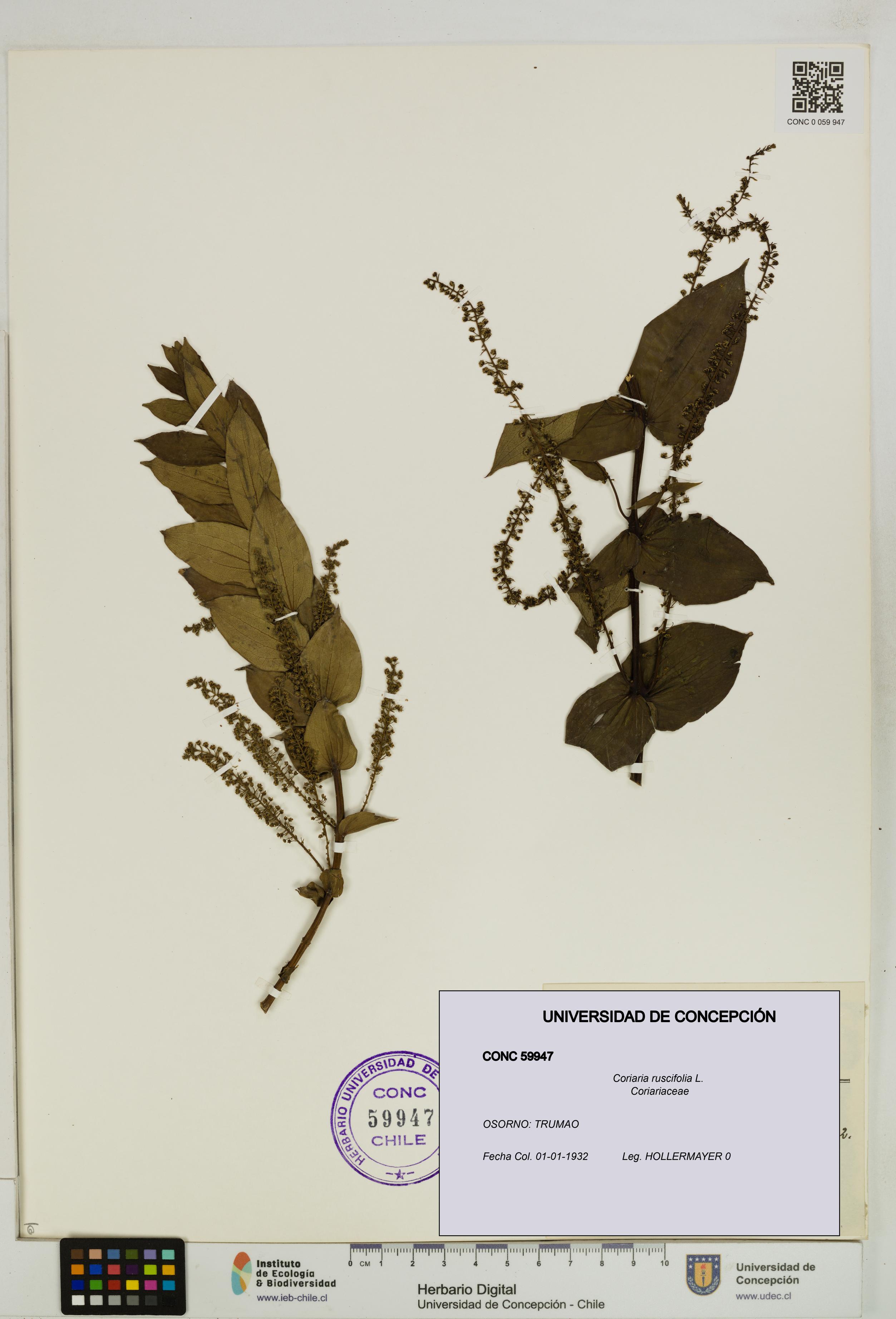 Coriaria ruscifolia [Espécimen: ]