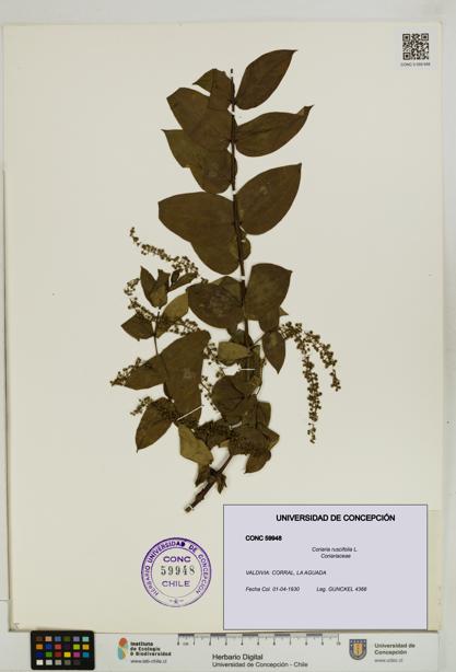 Coriaria ruscifolia [Espécimen: ]