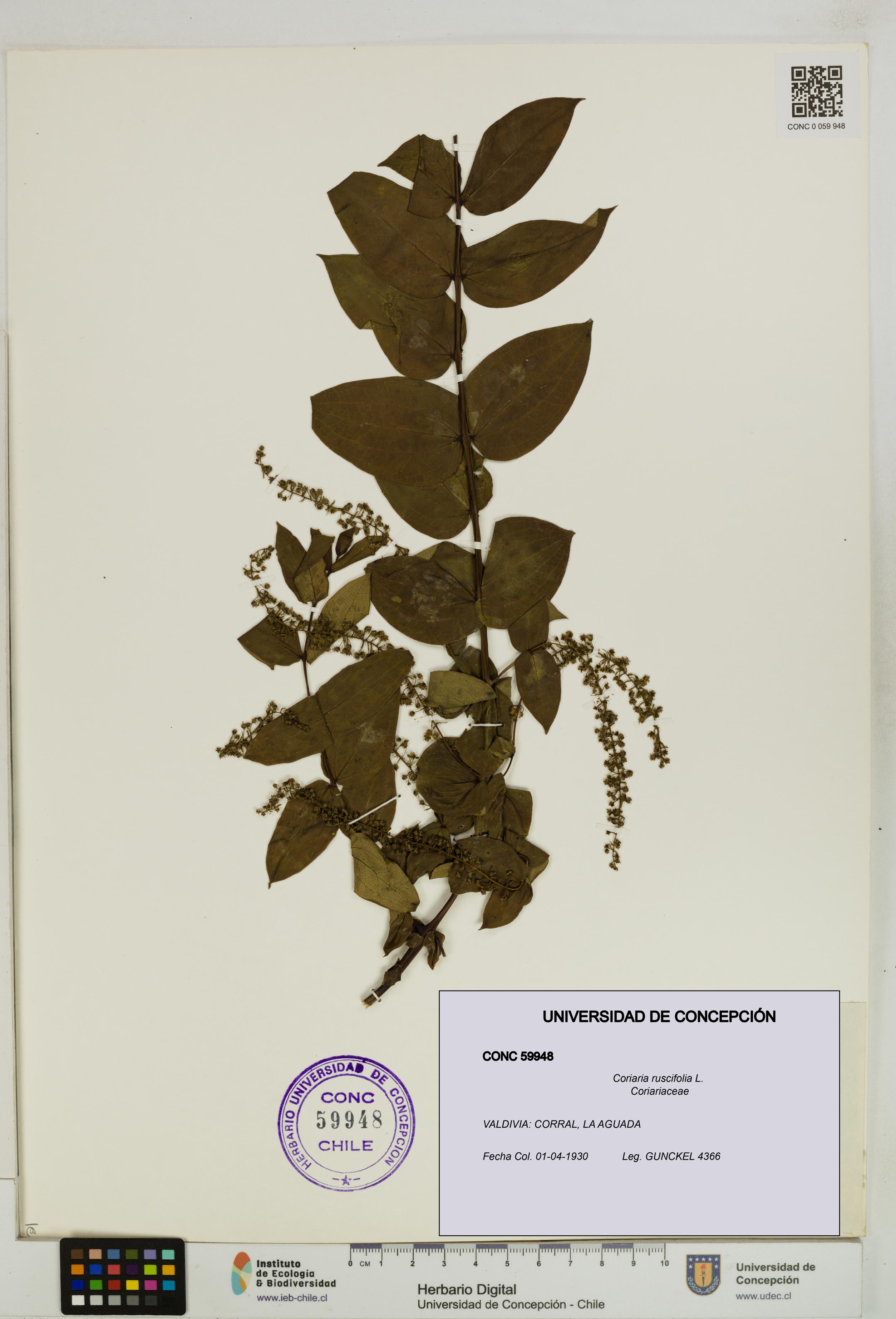 Coriaria ruscifolia [Espécimen: ]