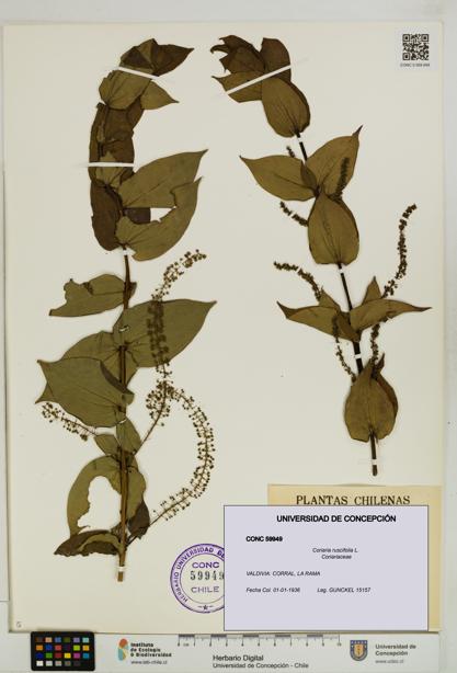 Coriaria ruscifolia [Espécimen: ]