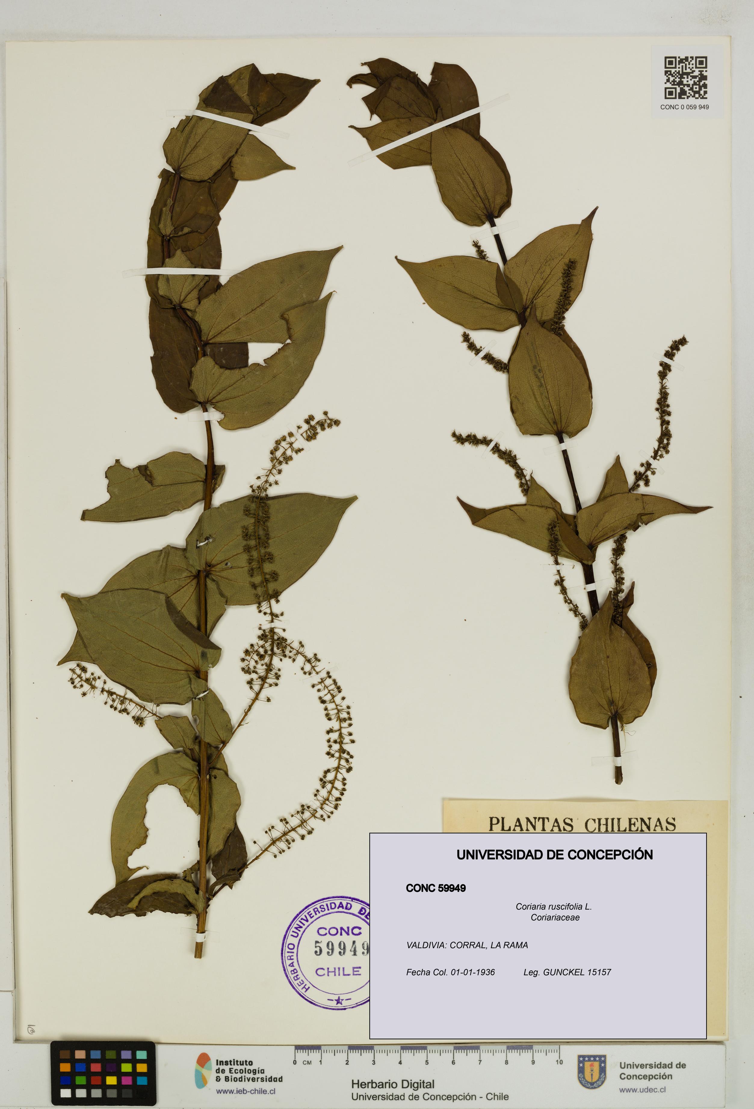 Coriaria ruscifolia [Espécimen: ]