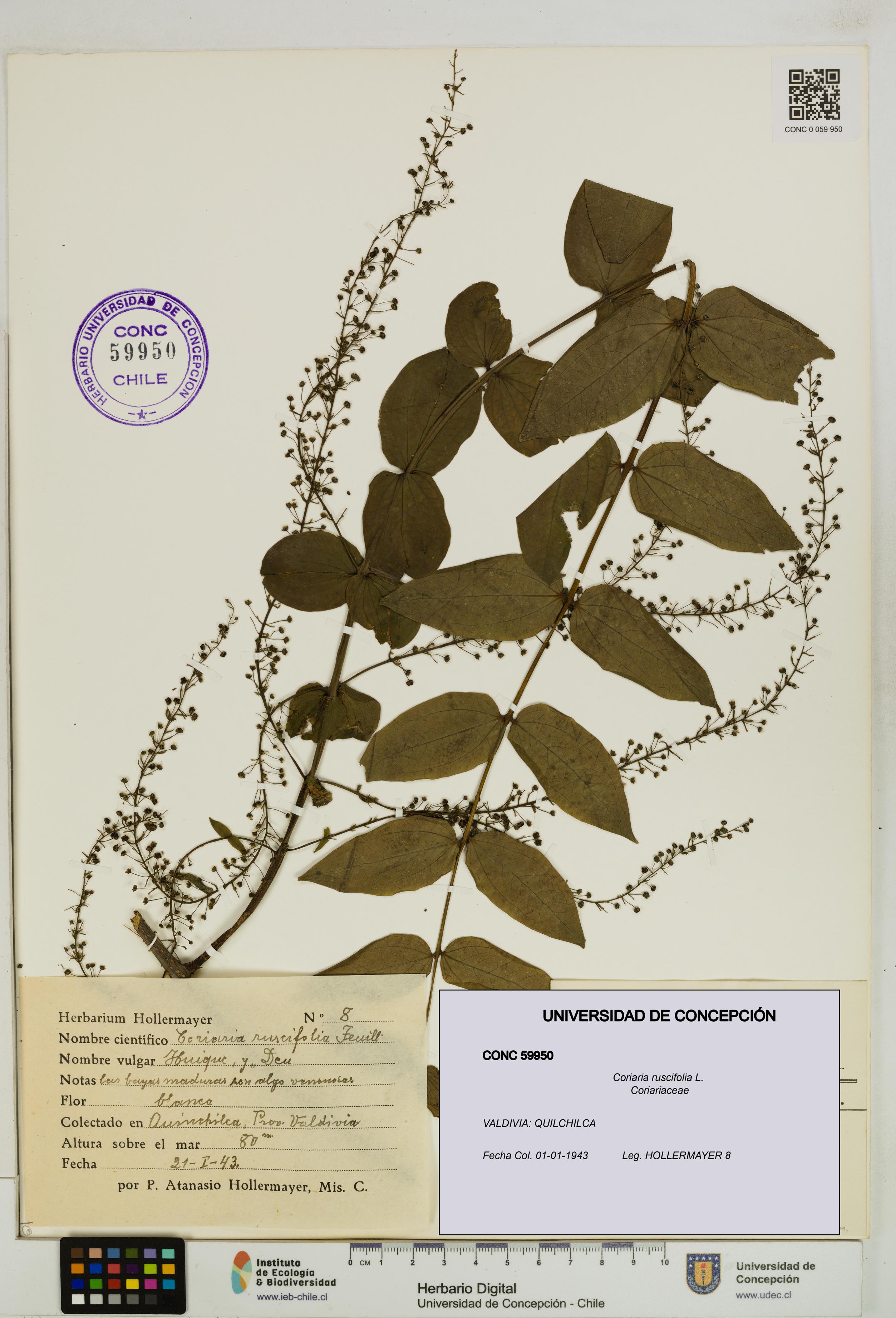 Coriaria ruscifolia [Espécimen: ]