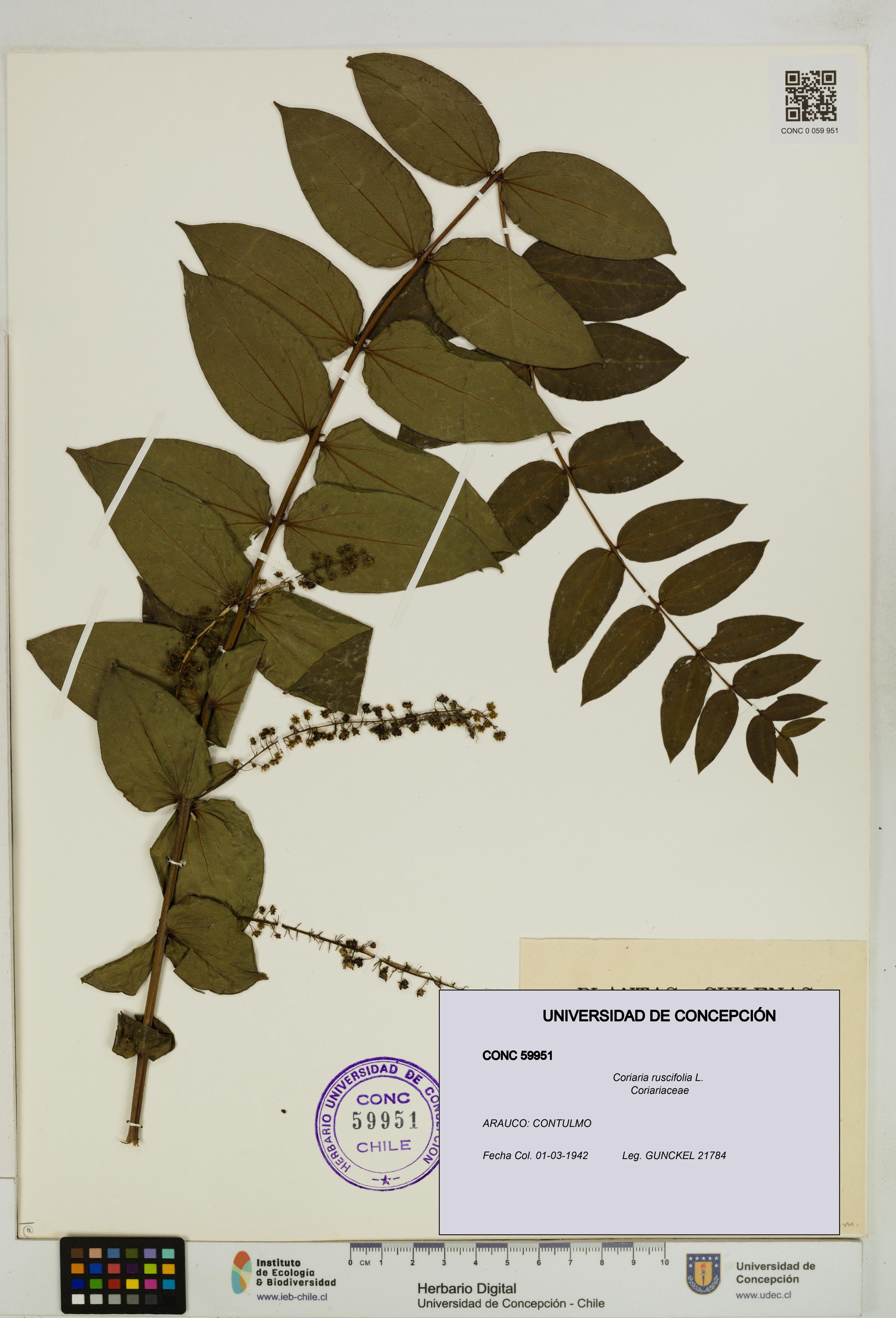 Coriaria ruscifolia [Espécimen: ]