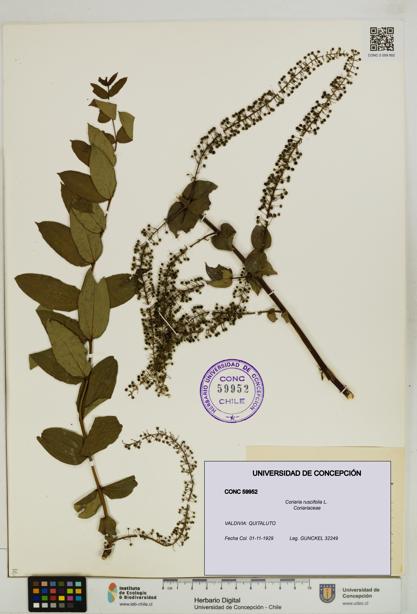Coriaria ruscifolia [Espécimen: ]
