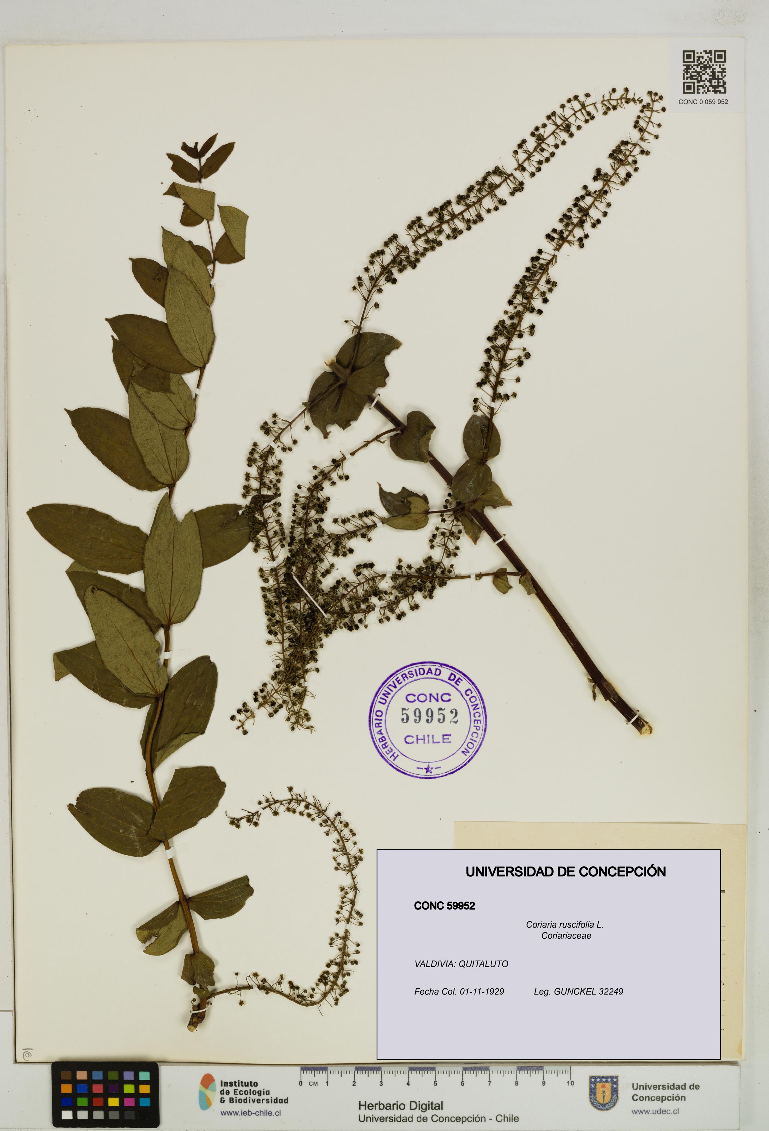 Coriaria ruscifolia [Espécimen: ]