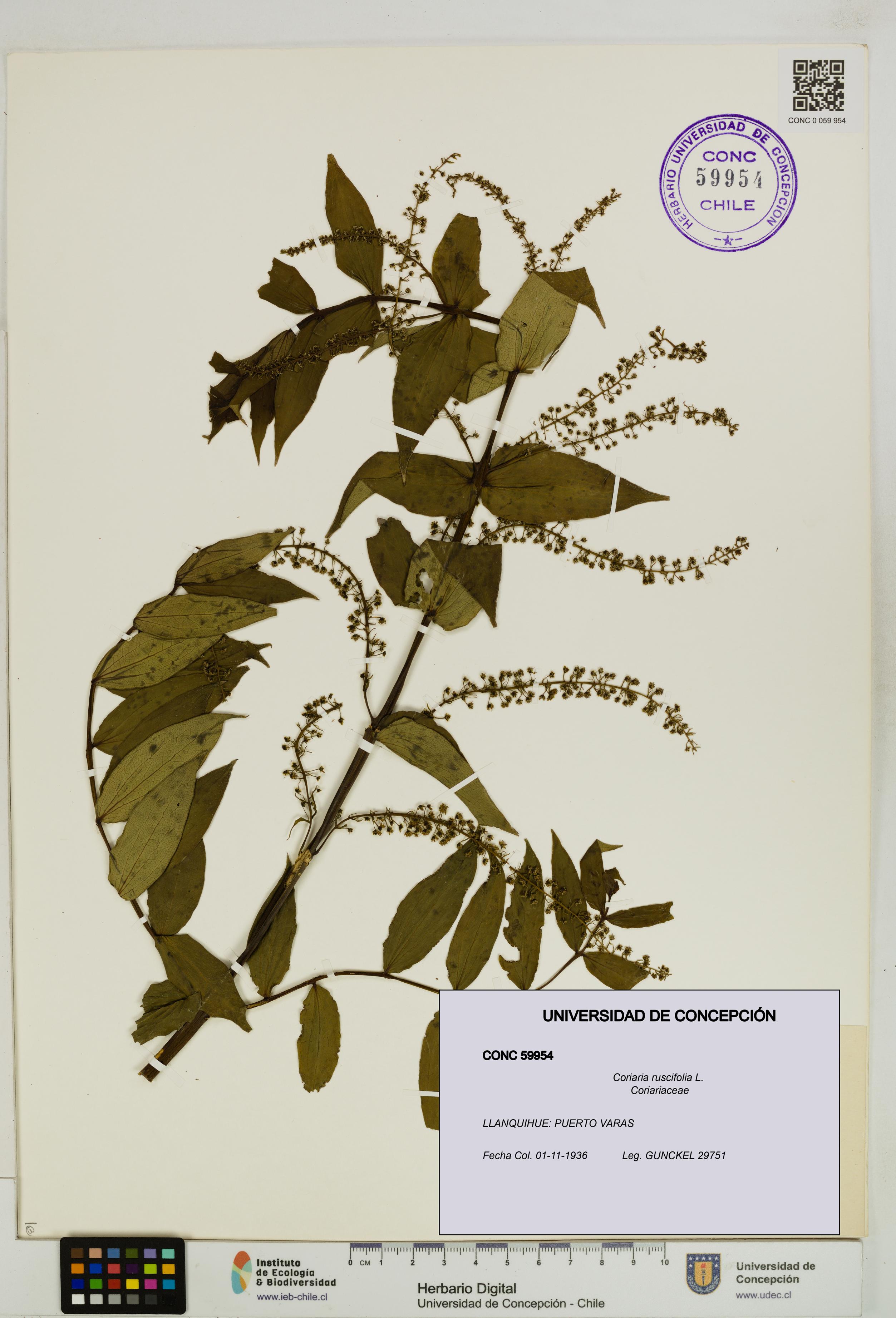 Coriaria ruscifolia [Espécimen: ]