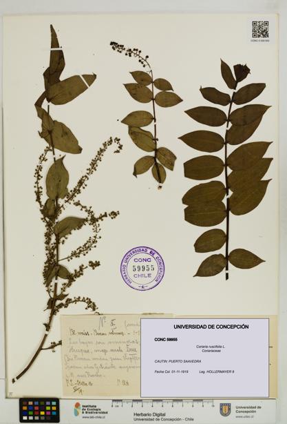 Coriaria ruscifolia [Espécimen: ]