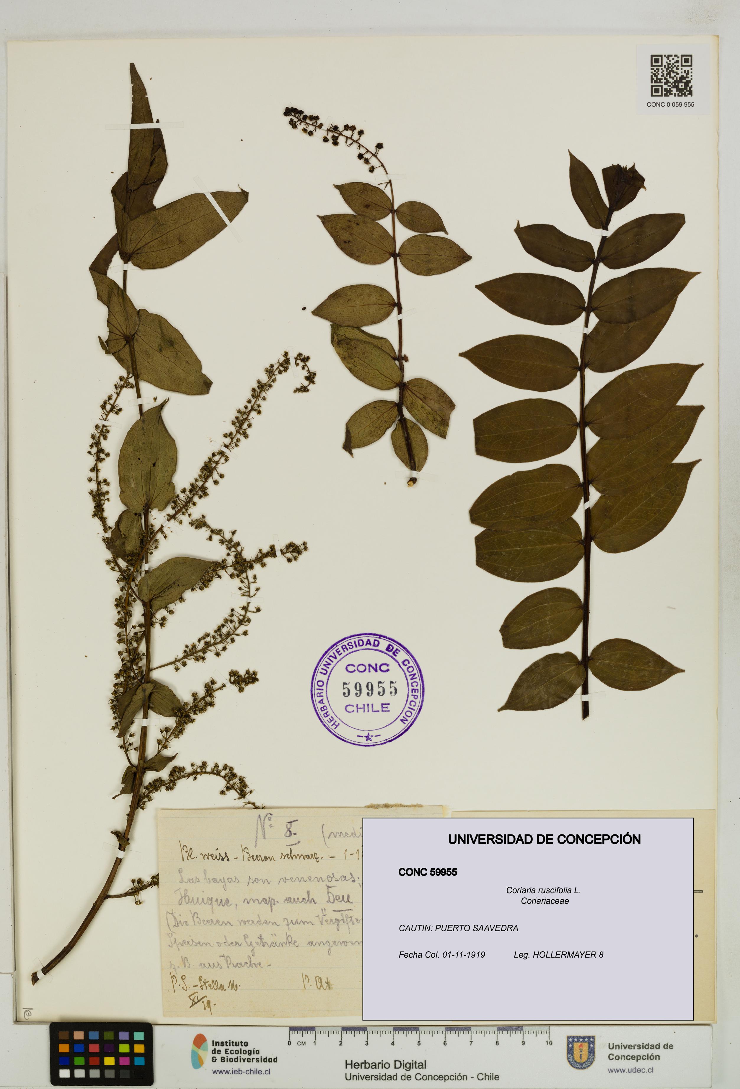 Coriaria ruscifolia [Espécimen: ]