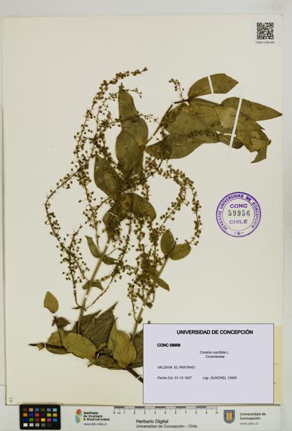 Coriaria ruscifolia [Espécimen: ]
