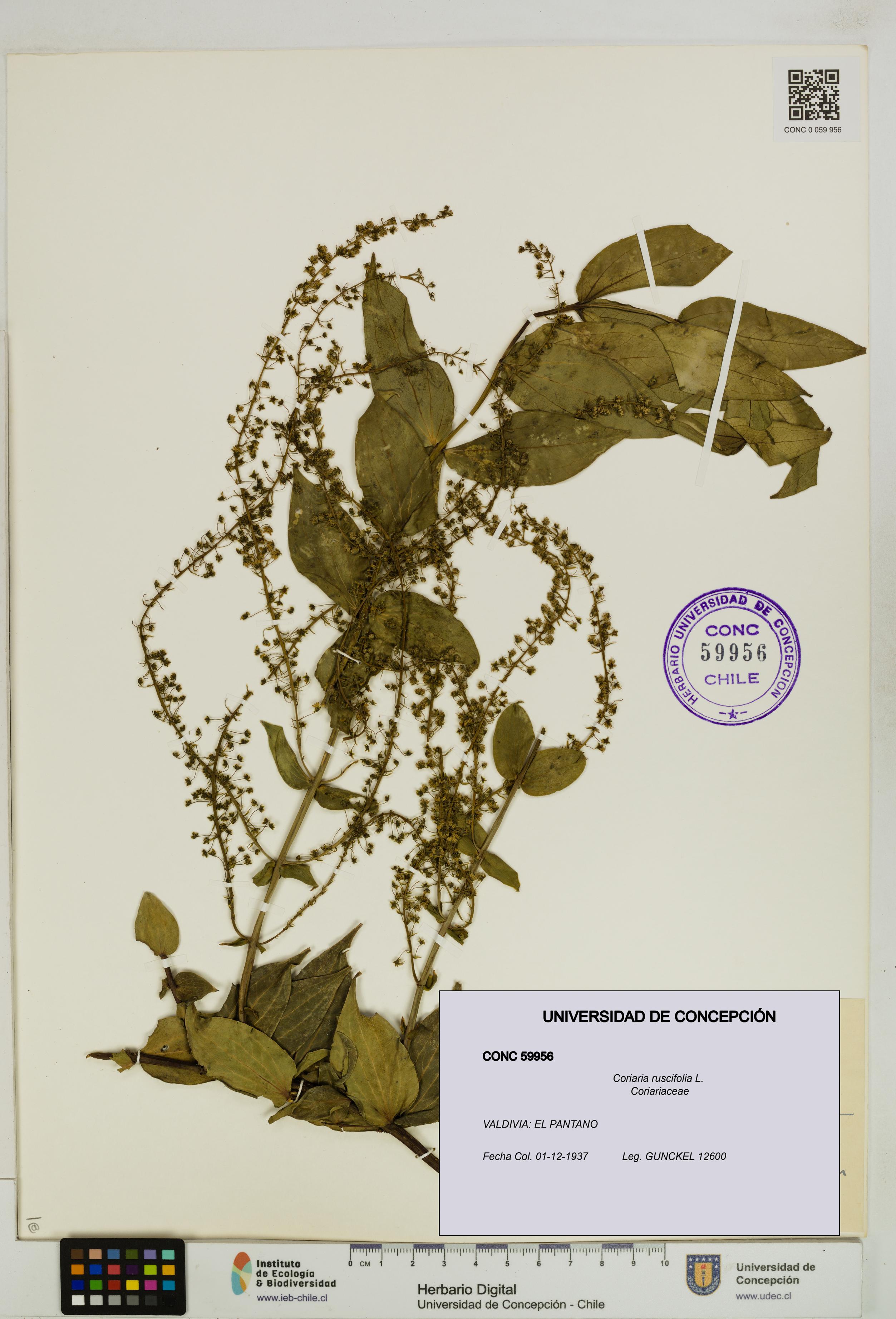 Coriaria ruscifolia [Espécimen: ]