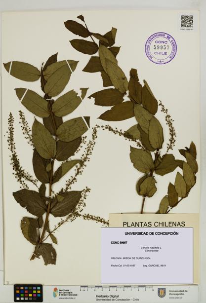 Coriaria ruscifolia [Espécimen: ]