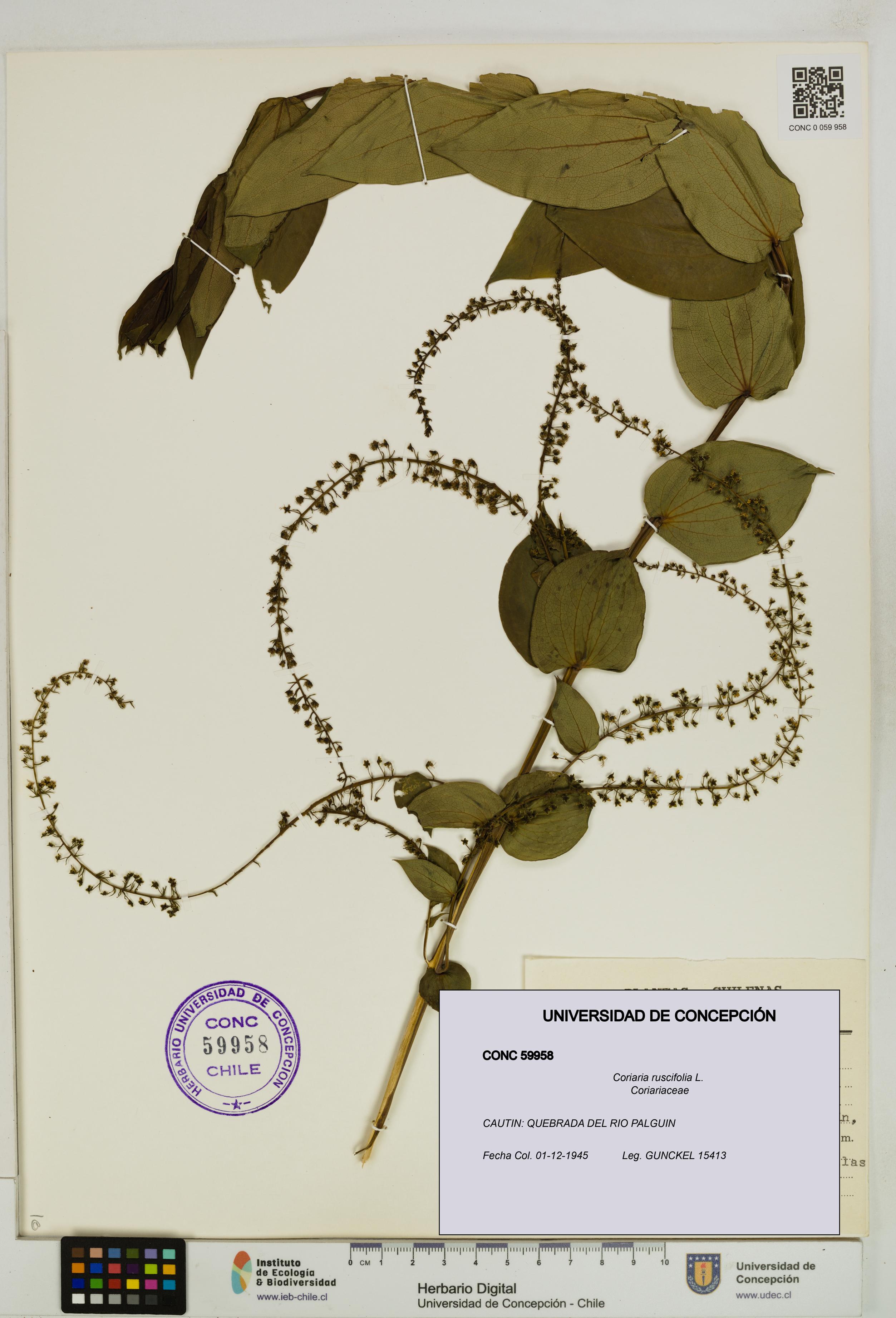 Coriaria ruscifolia [Espécimen: ]