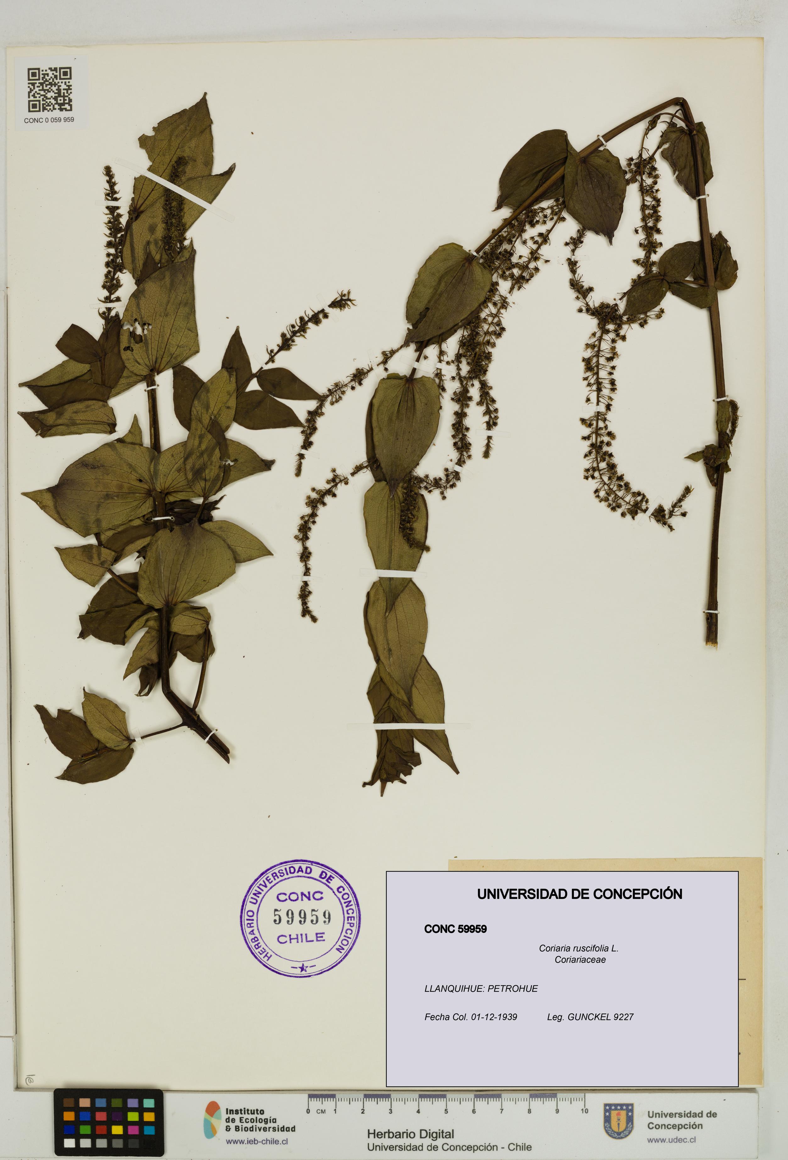 Coriaria ruscifolia [Espécimen: ]