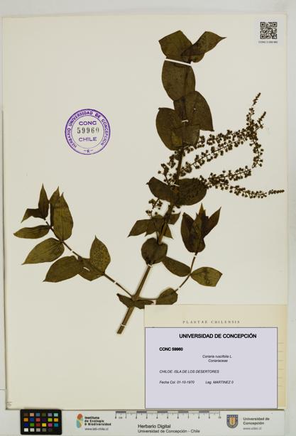 Coriaria ruscifolia [Espécimen: ]