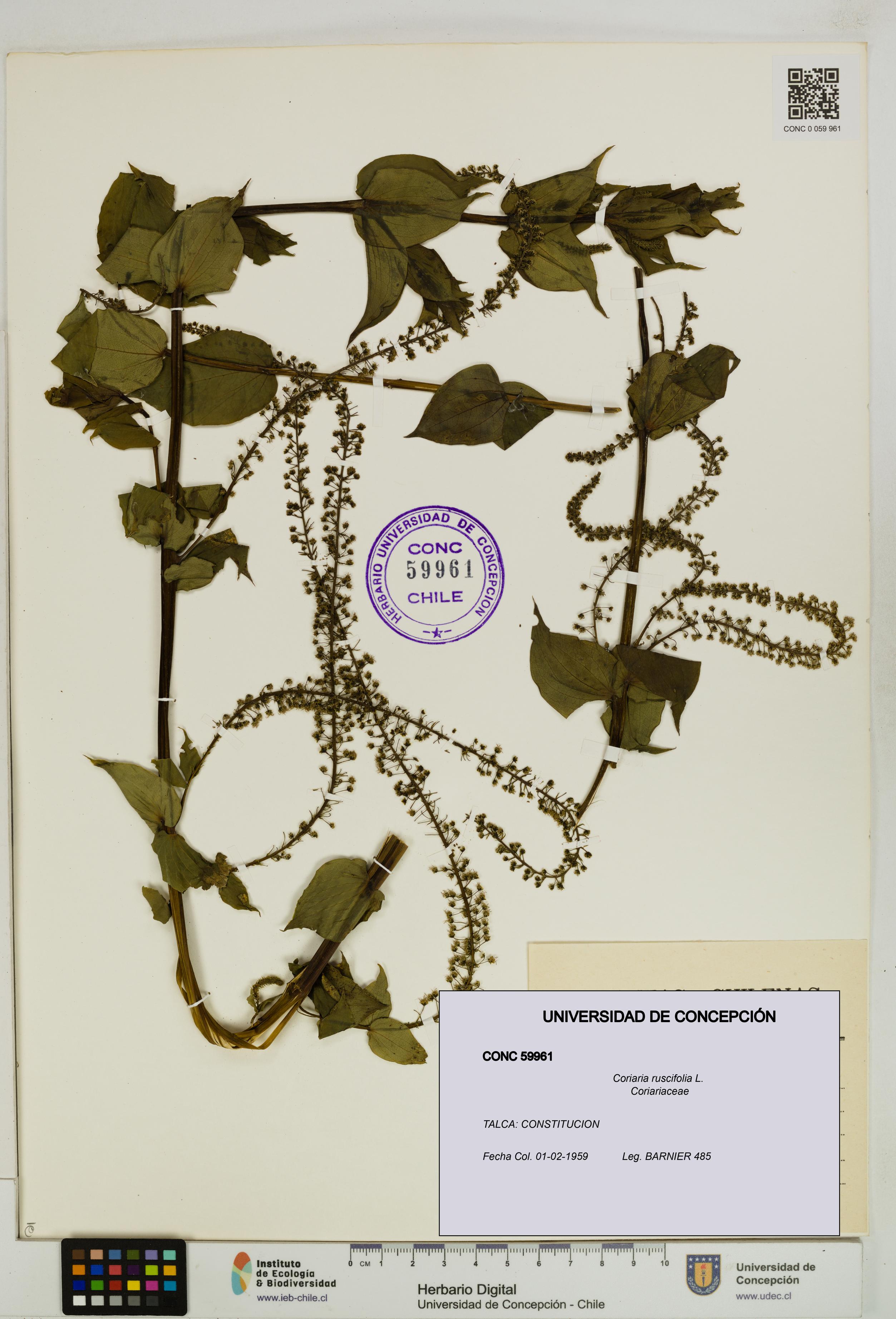 Coriaria ruscifolia [Espécimen: ]