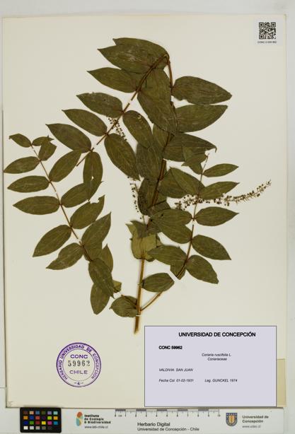 Coriaria ruscifolia [Espécimen: ]