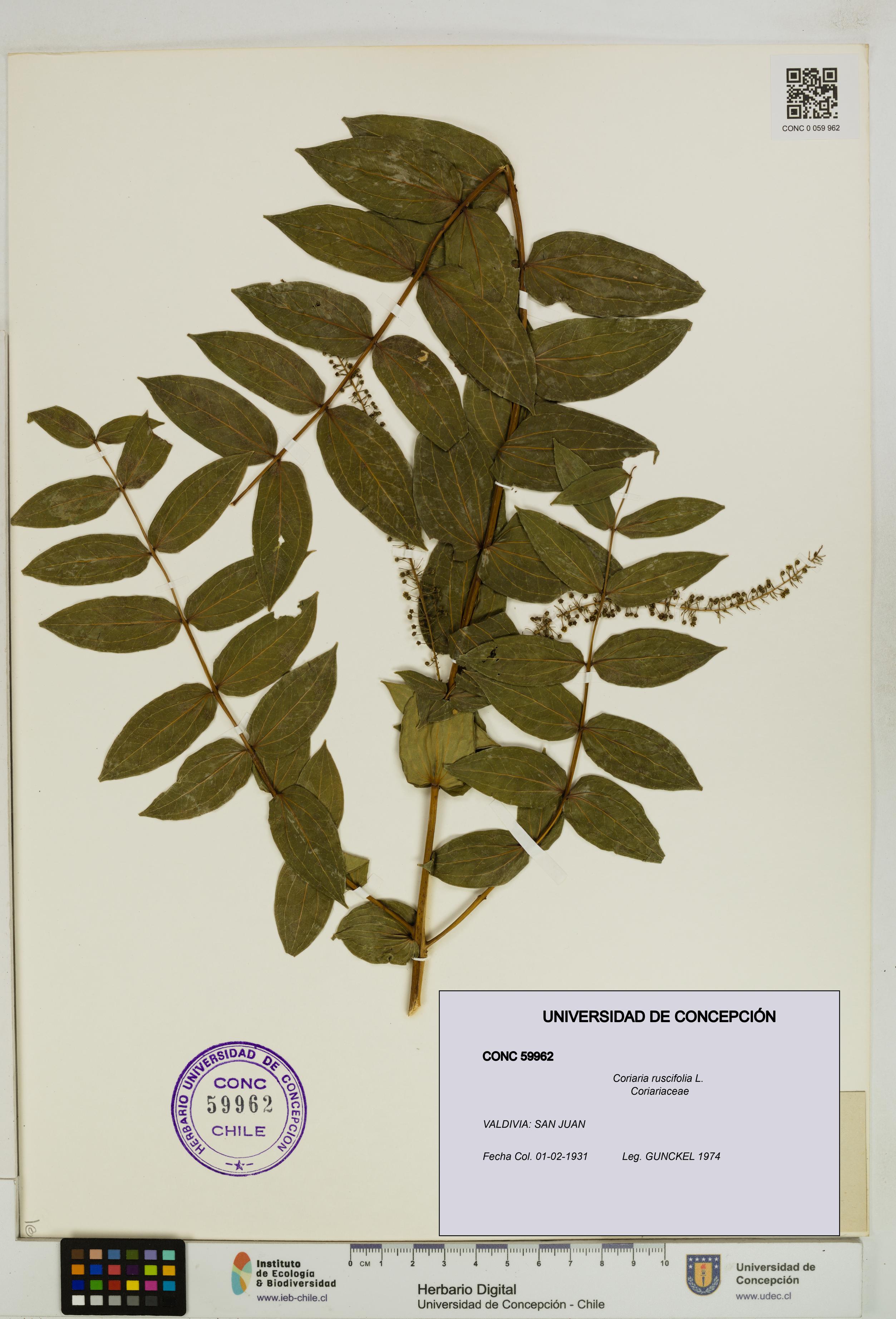 Coriaria ruscifolia [Espécimen: ]