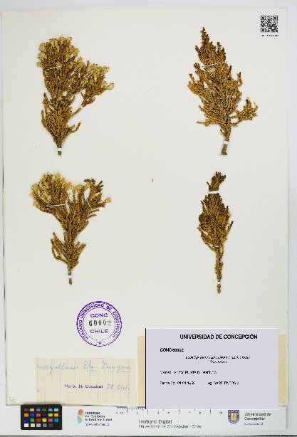 Lepidophyllum cupressiforme [Espécimen: UDEC:CONC:0060002]