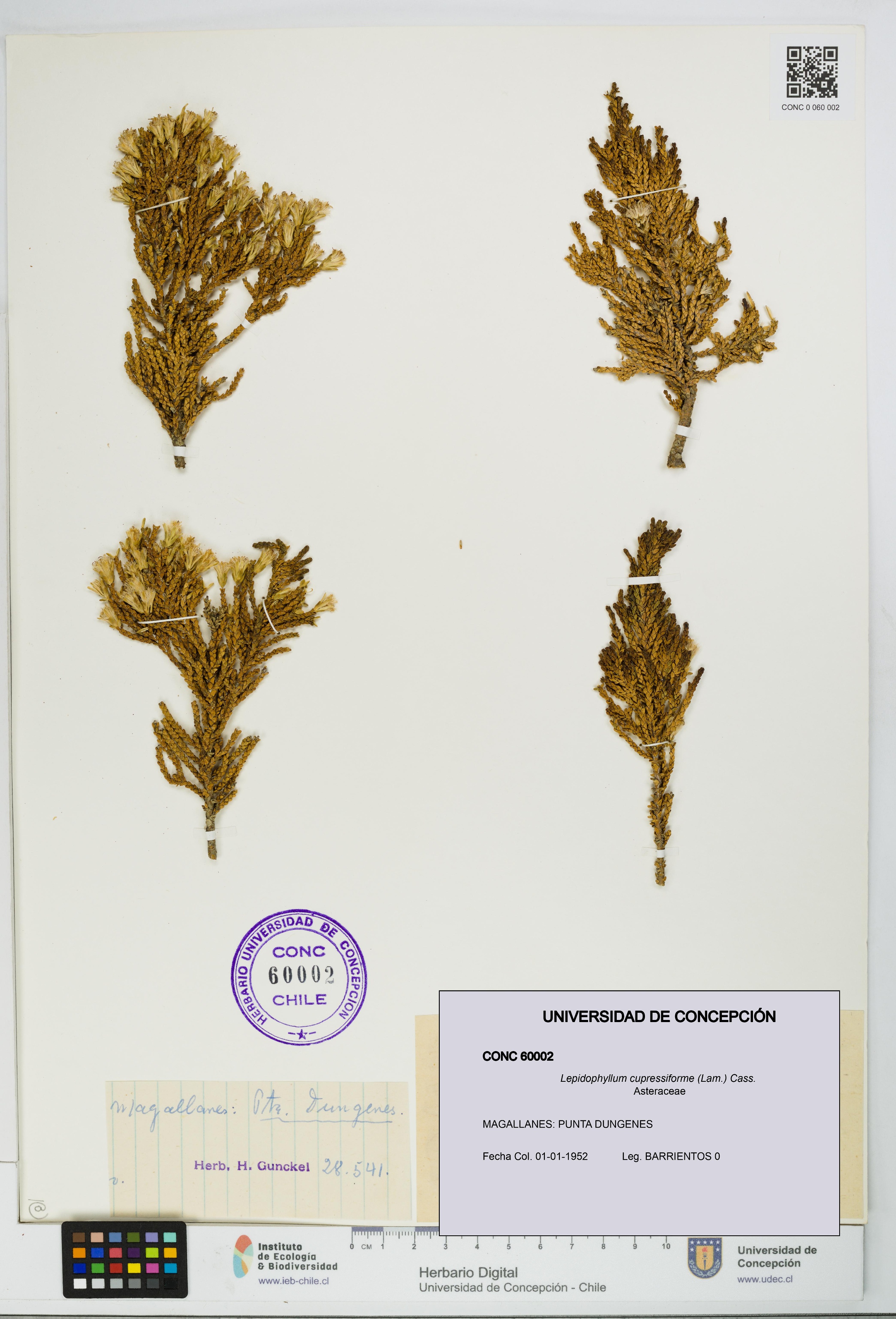 Lepidophyllum cupressiforme [Espécimen: UDEC:CONC:0060002]