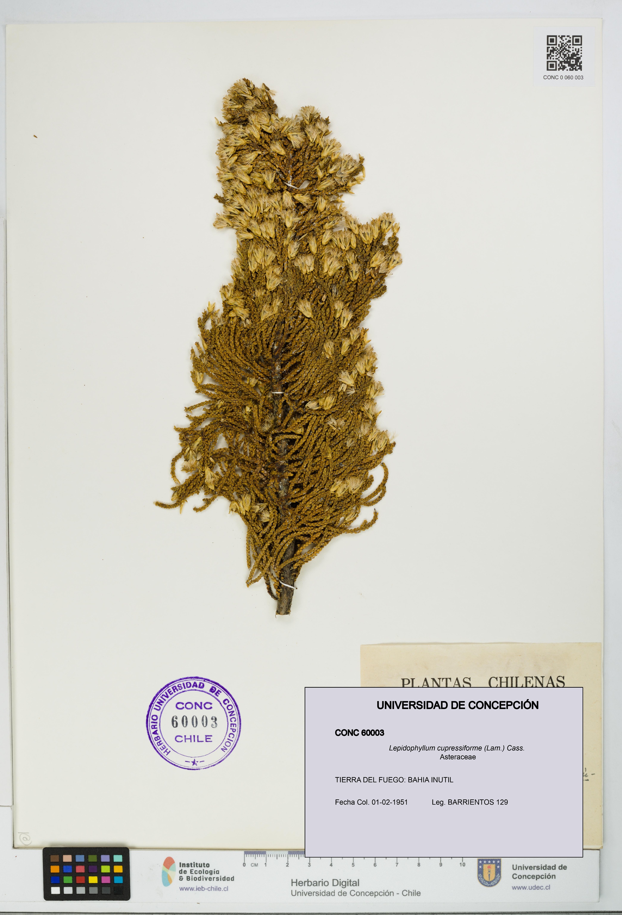 Lepidophyllum cupressiforme [Espécimen: UDEC:CONC:0060003]