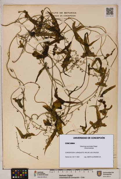 Dioscorea auriculata [Espécimen: ]