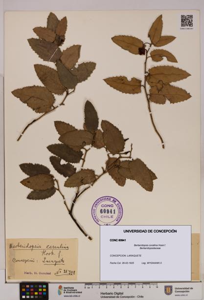 Berberidopsis corallina [Espécimen: UDEC:CONC:0060941]