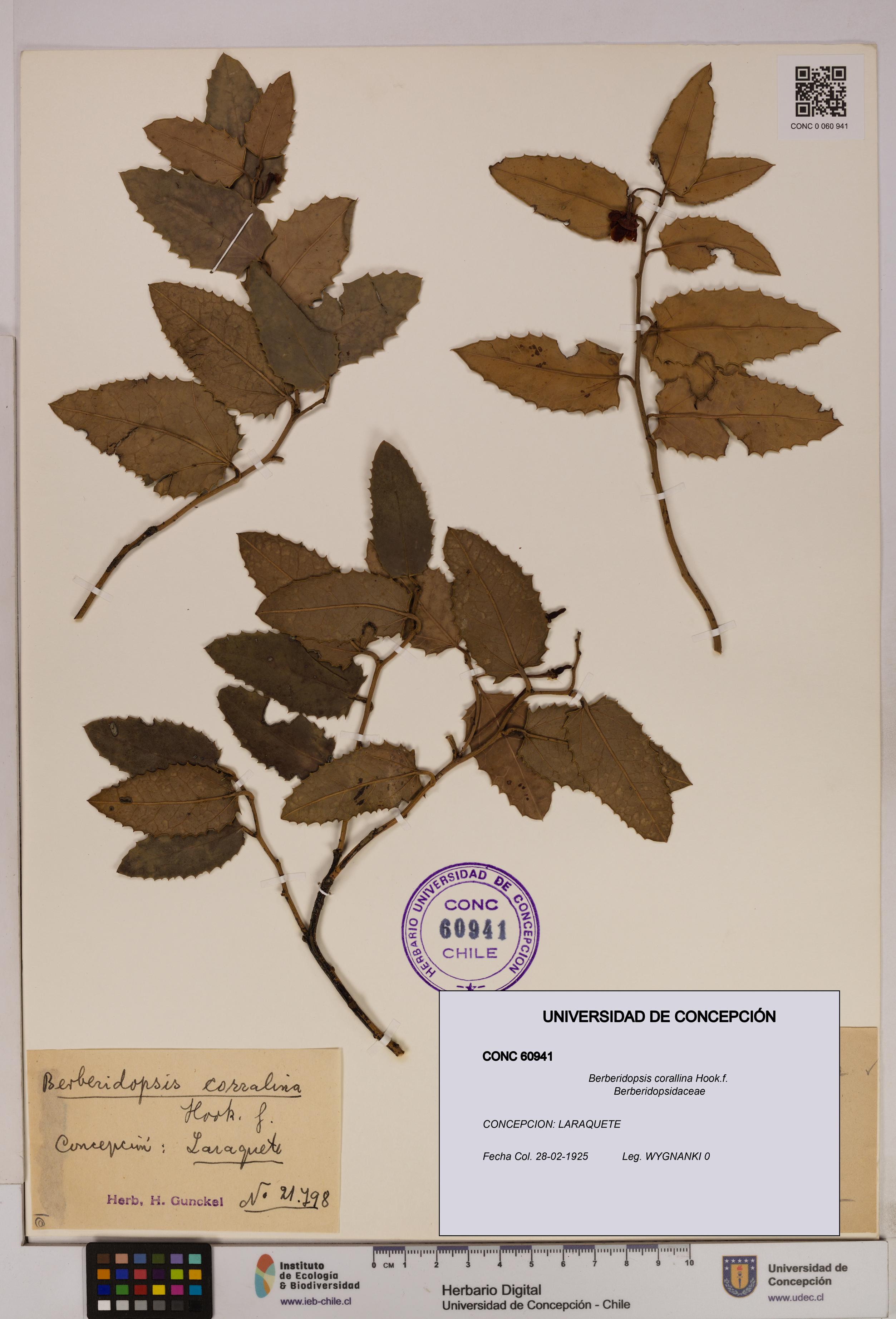 Berberidopsis corallina [Espécimen: UDEC:CONC:0060941]
