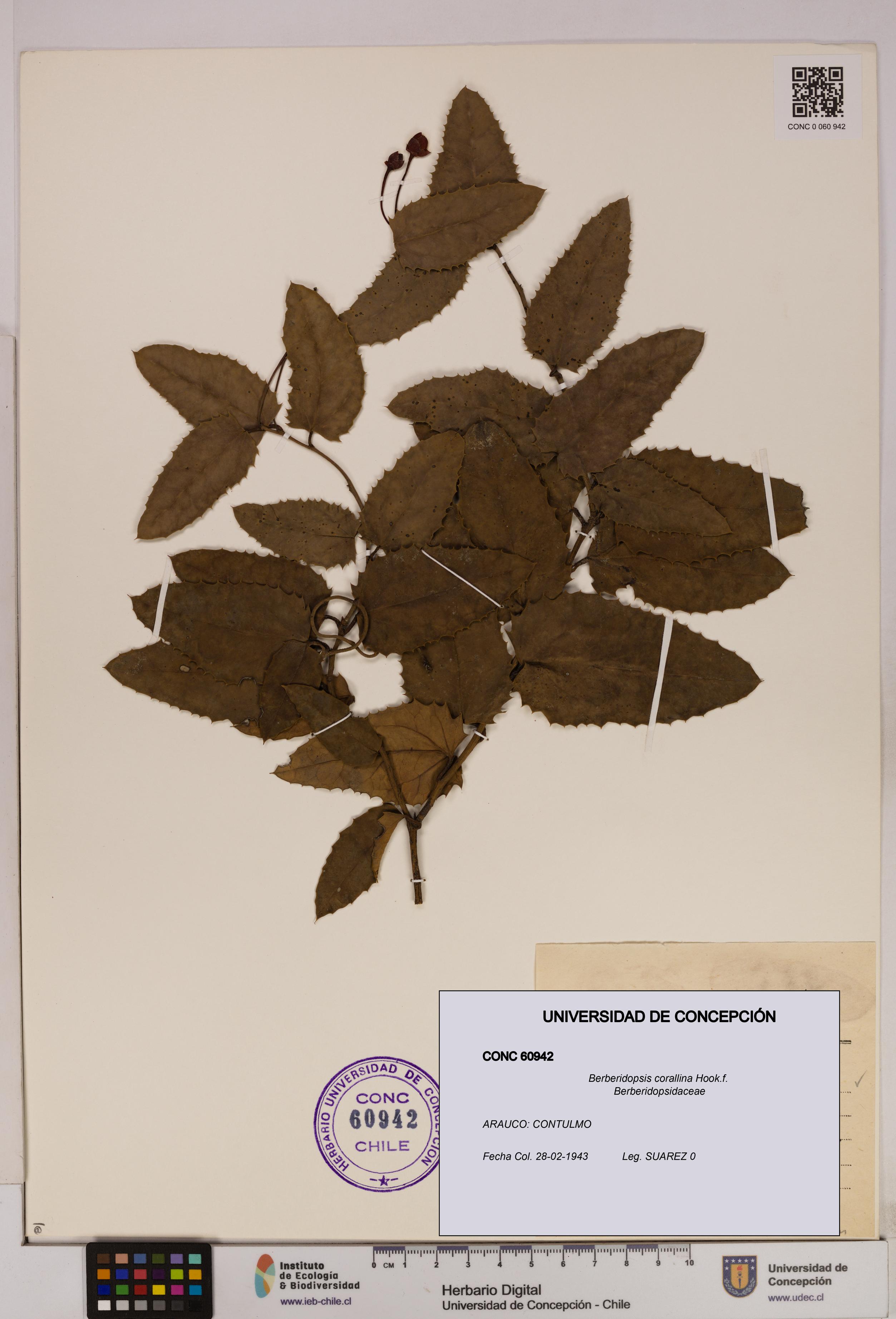 Berberidopsis corallina [Espécimen: UDEC:CONC:0060942]